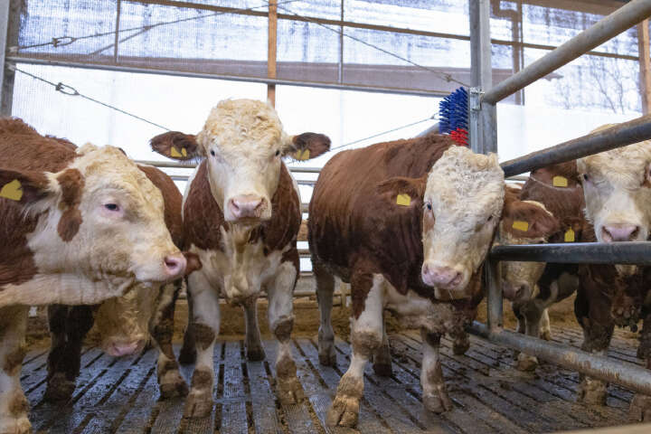 HAPPYCOW Kratzbürste Bully